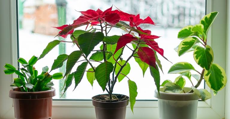 Poinsettia Blooming Cycle