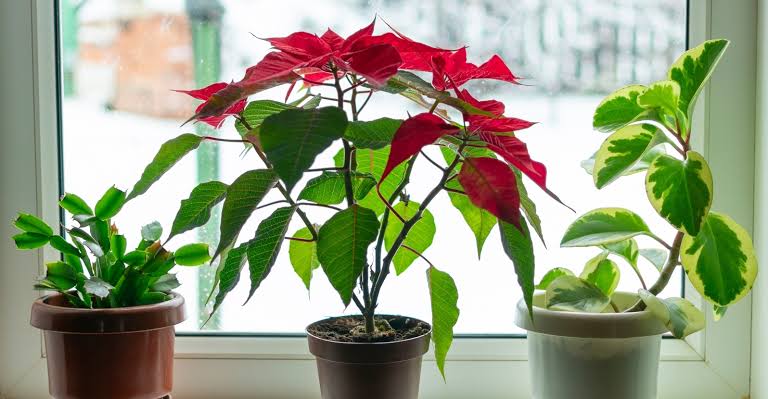 Poinsettia Blooming Cycle