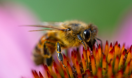 Pollination