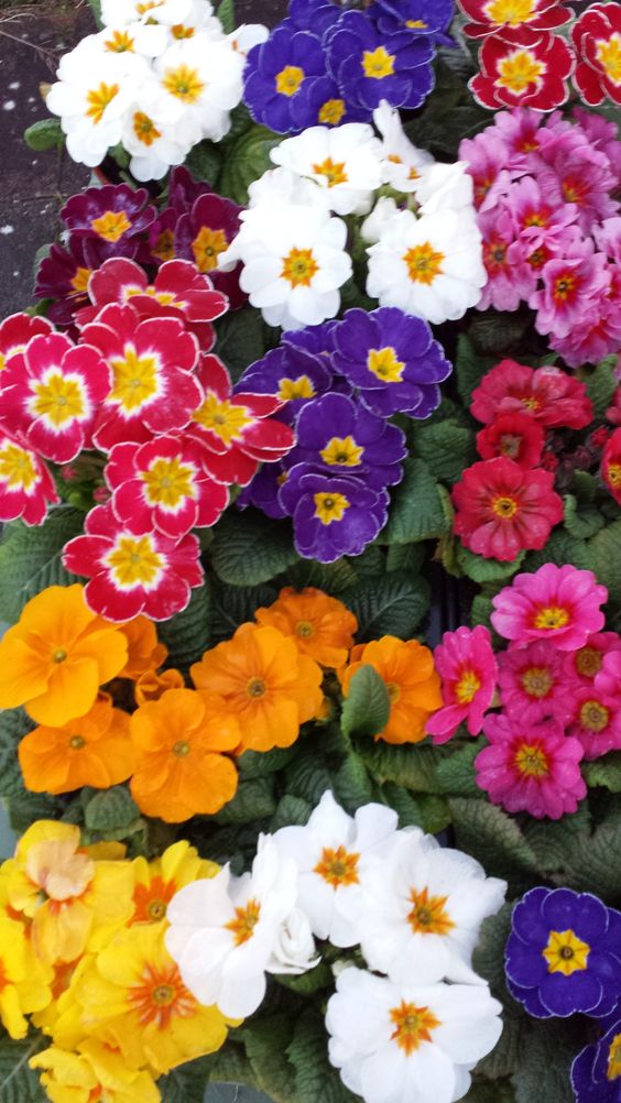 Polyanthus