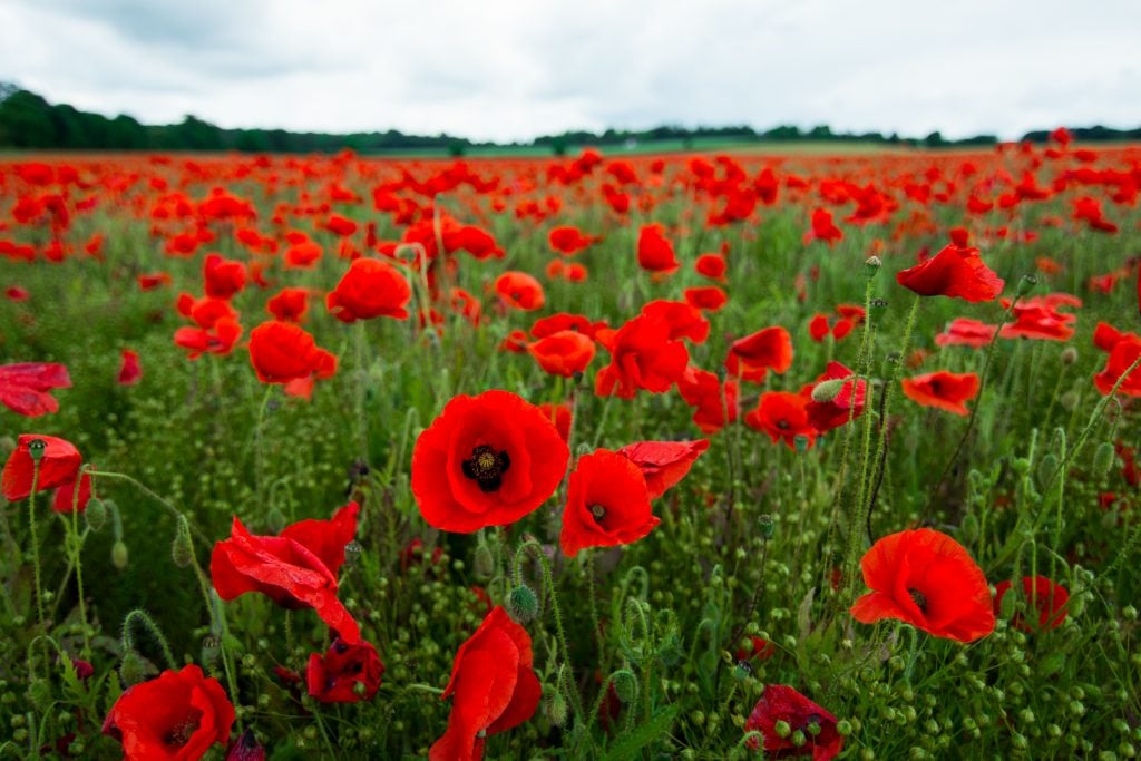 Poppy Plant Care & Growing Tips