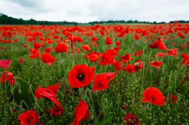Poppy Plant Care & Growing Tips