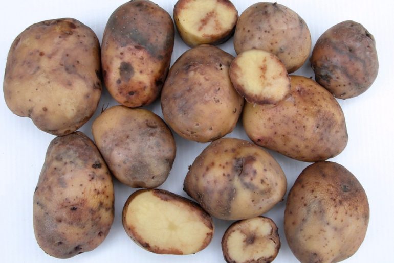Potato Blight Causes, Identification & Treatment