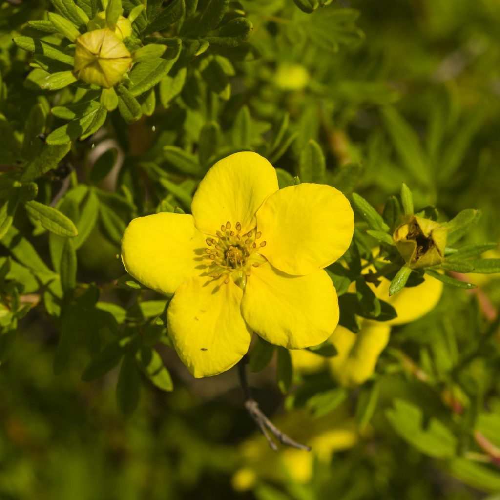 Potentilla