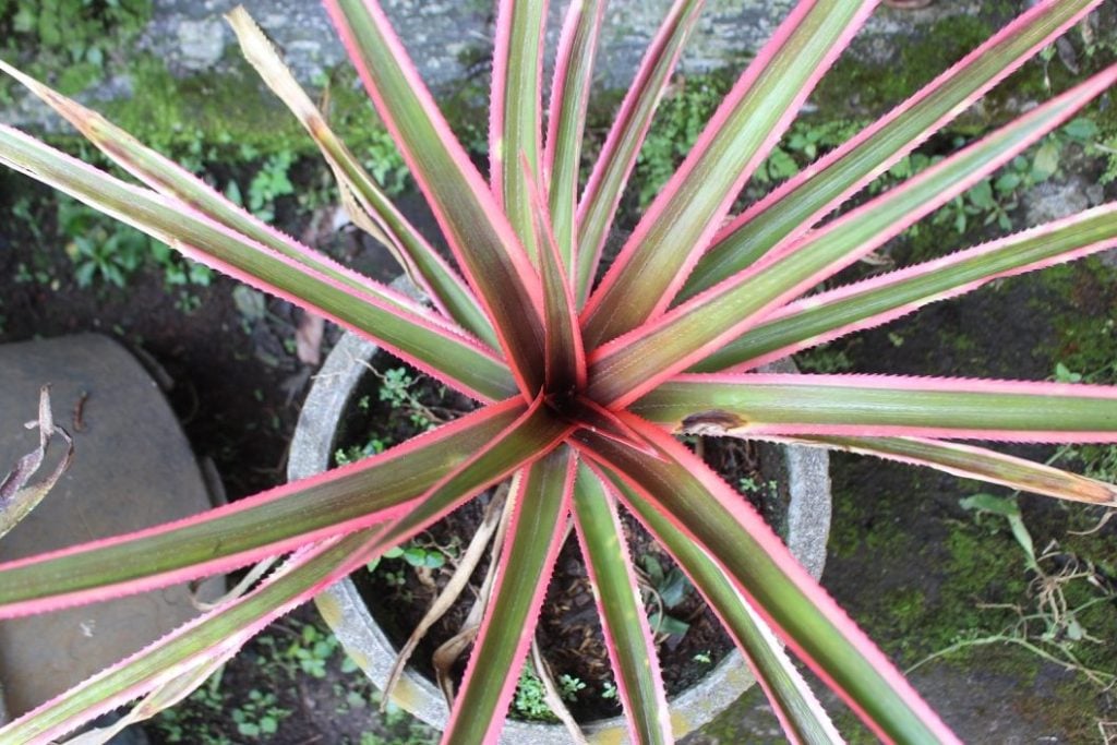 Potted Cordyline Care