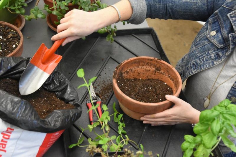 Potting and Repotting