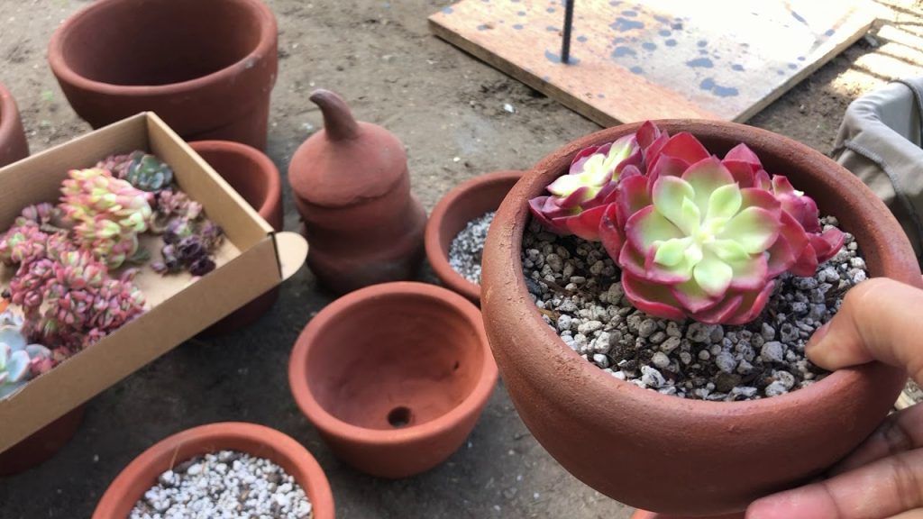 Potting and Repotting of Echeveria