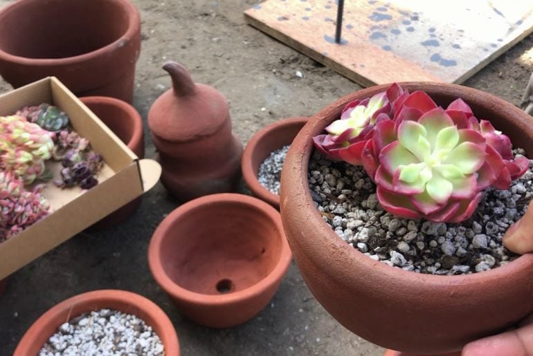 How to Grow and Care for Echeverias A Beginner's Guide The Arches