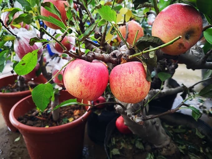 Potting up Apple Trees