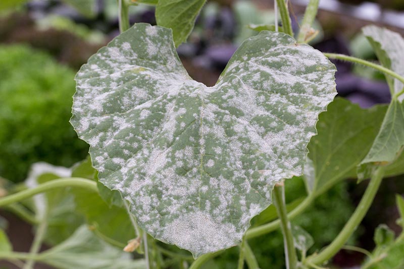 Powdery Mildew