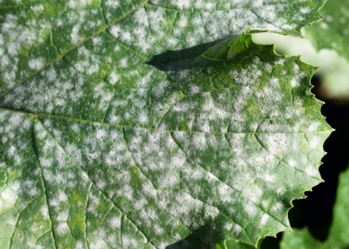 Powdery Mildew (1)