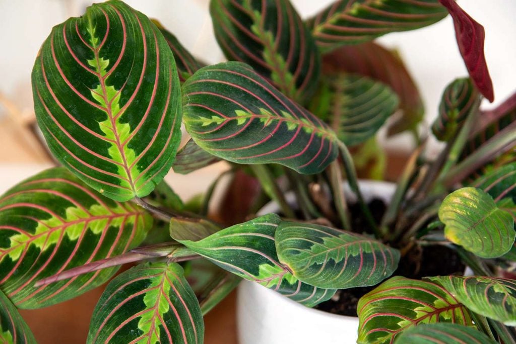 Prayer Plants