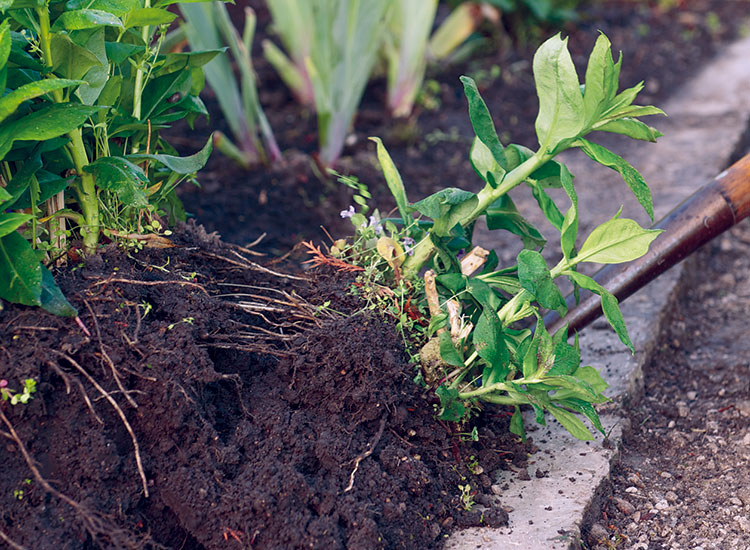 Precautions While Pruning Verbena Plant