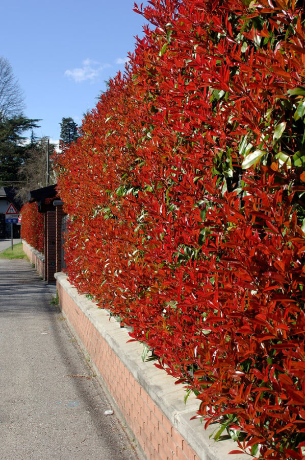 Preparation Before Pruning the Photinia Red Robin