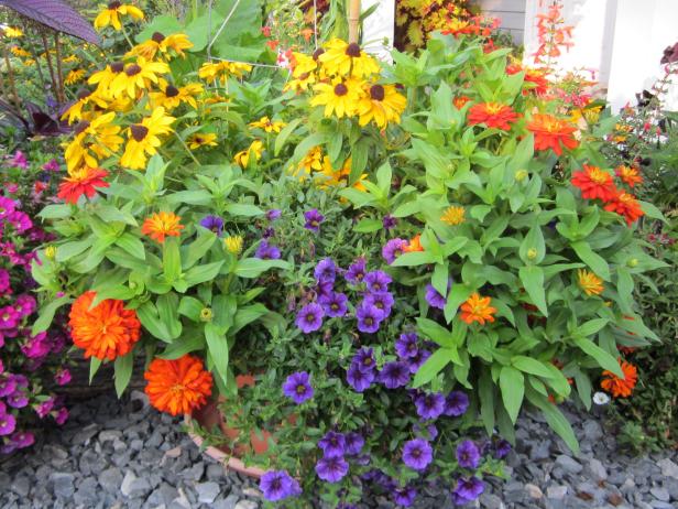 Preparing for Planting Calibrachoa 'Million Bells'