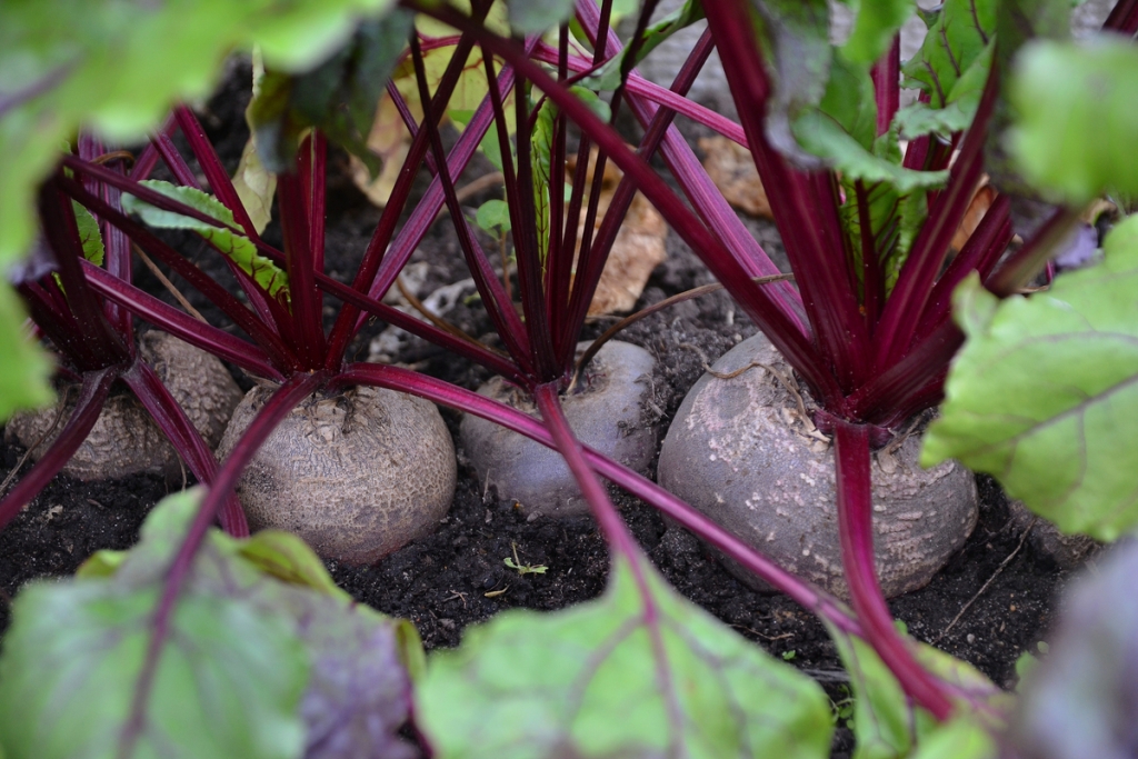 Preparing the Soil