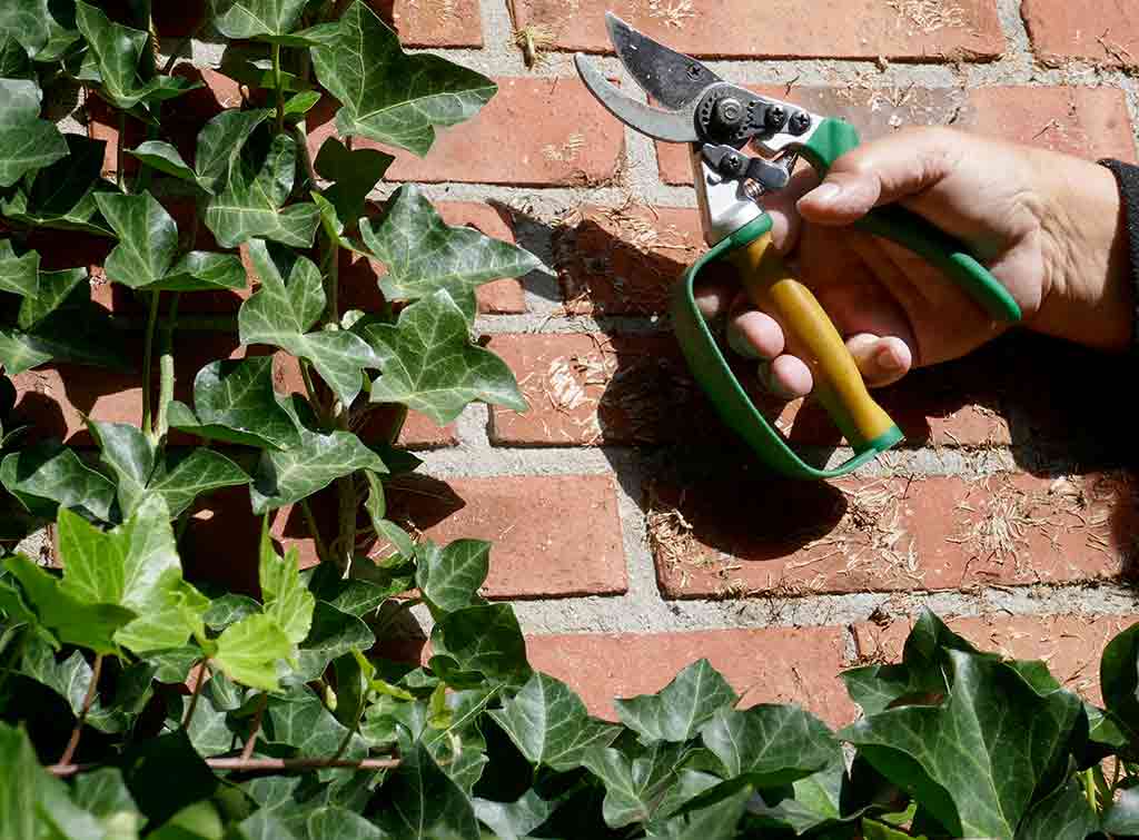 Prevention and Planning for Cutting the Ivy