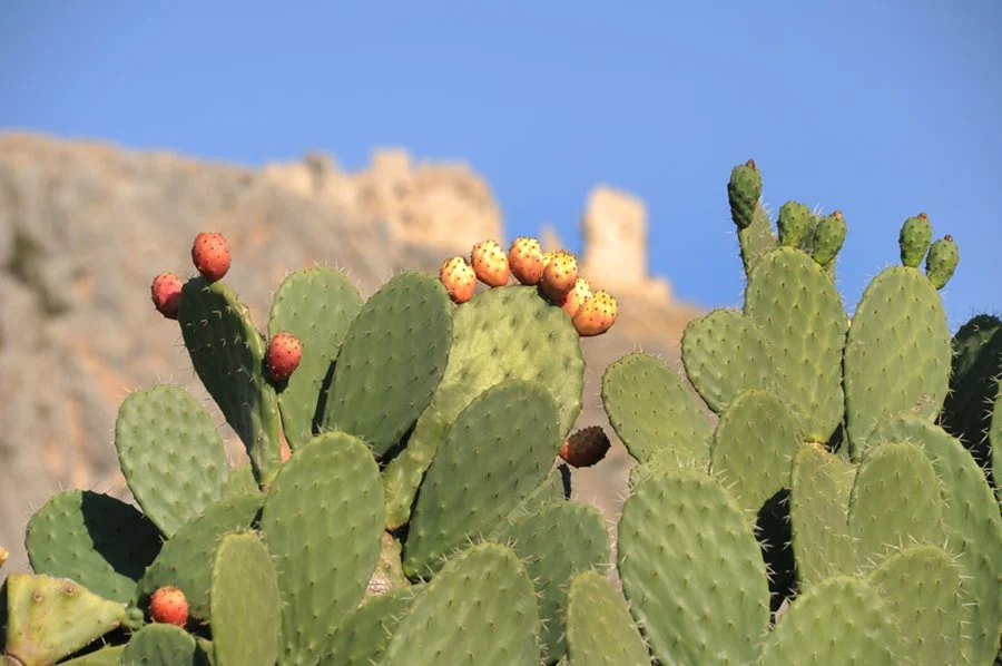 Prickly Pear Cacti