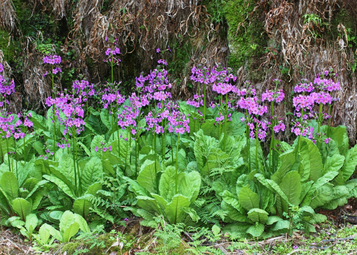 Primula Japonica