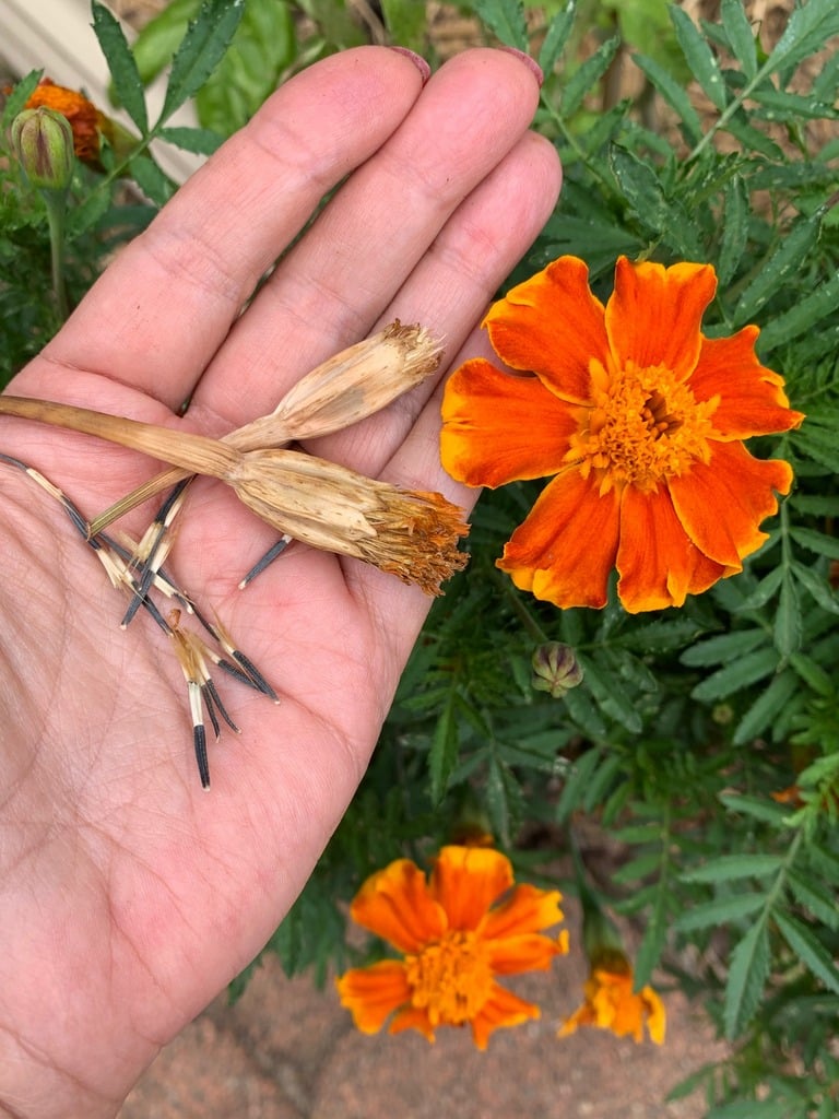 Propagating Tagetes Marigolds