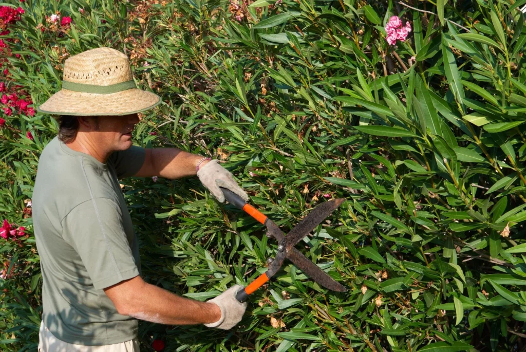 Propagating the Plants to Enhance Growth