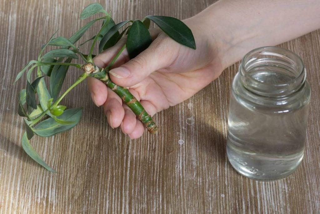 Propagation by Cutting