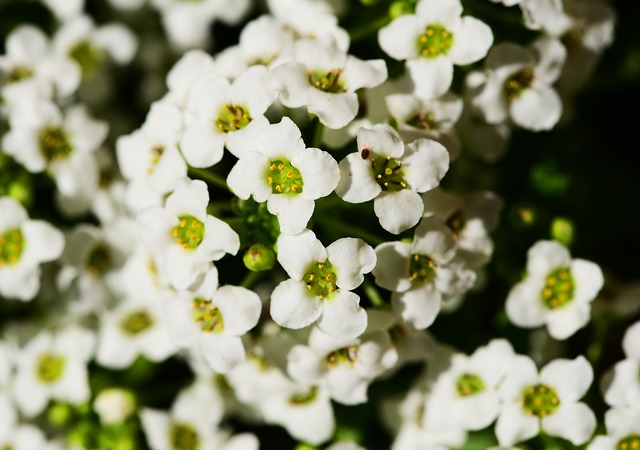 Proper Soil and Sunlight for Sweet Alyssum's Growth