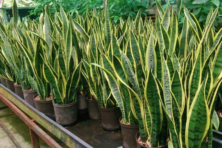 sansevieria bacularis Sansevieria bacularis | Plants
