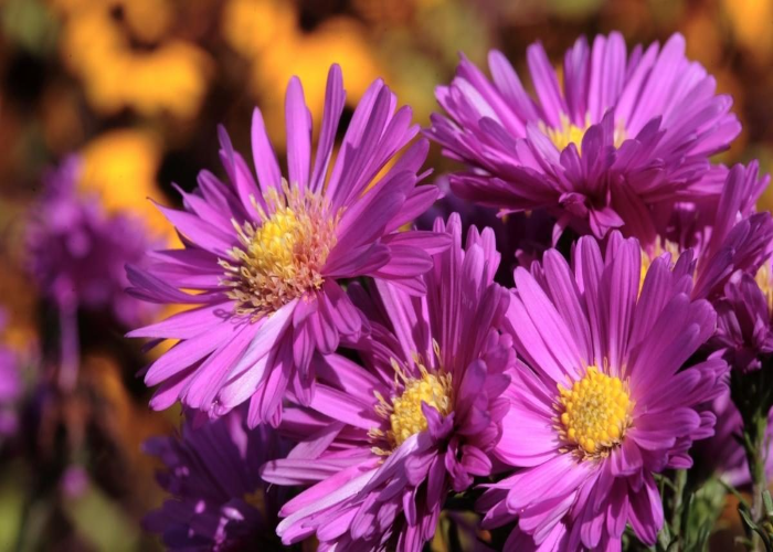 Proper Sunlight for Asters Growth