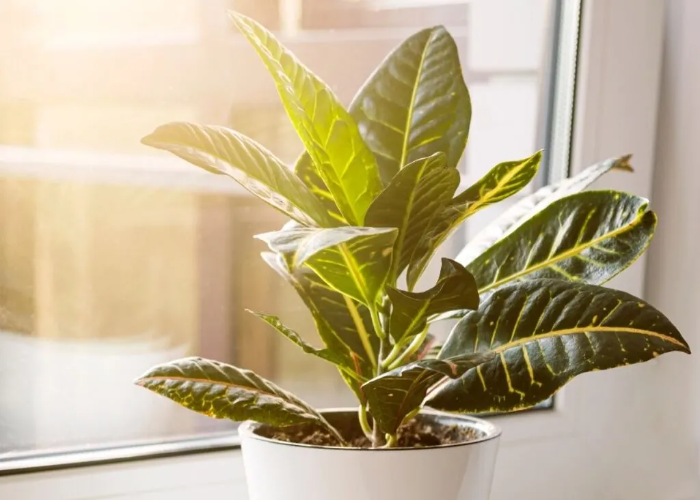 Proper Sunlighting for Croton Houseplant Growth