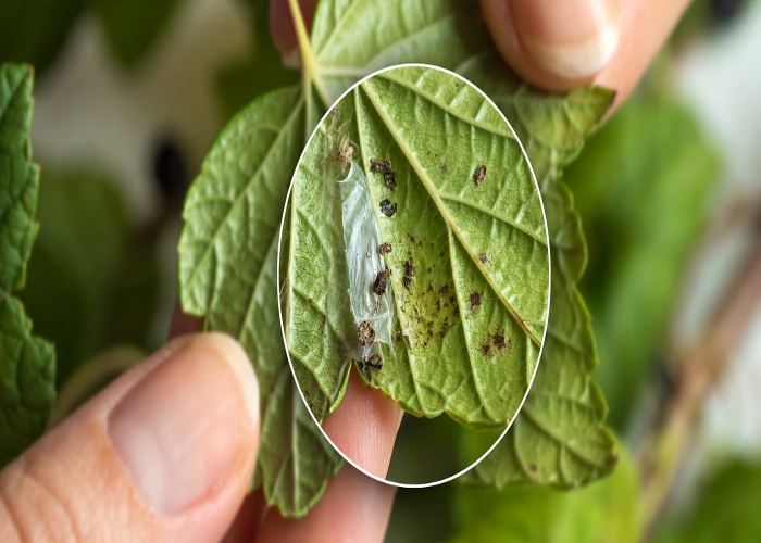 Protect Your Plants From Pests