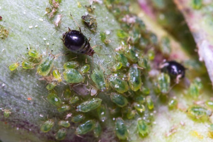 Protecting Against Pests and Diseases