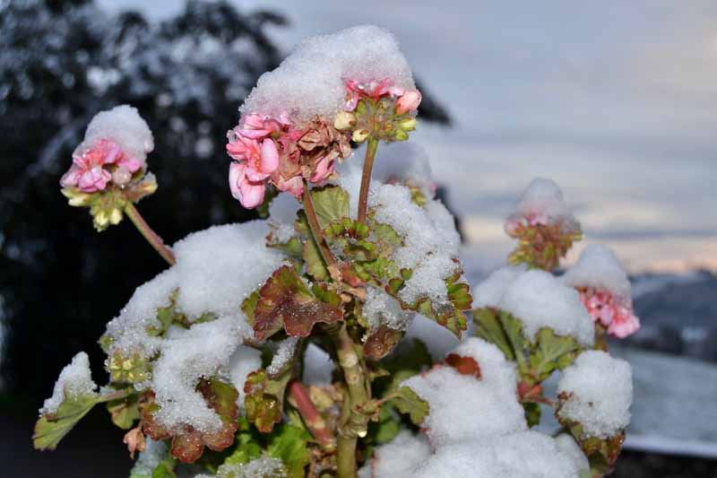 Protecting the Plant Beds from Frost and Snow