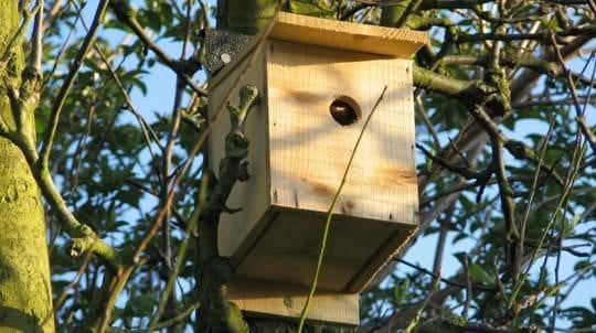 Provide Birds with Friendly Plants