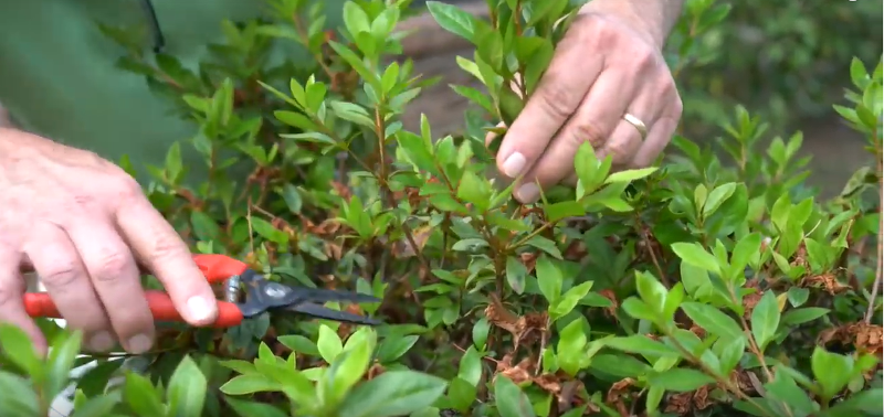 Prune the Azalea