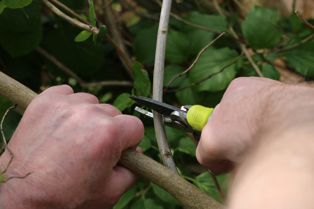 Pruning