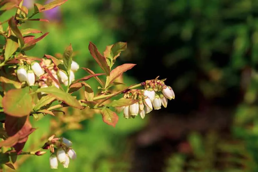 Pruning 3 to 6-year-old Blueberry Bushes