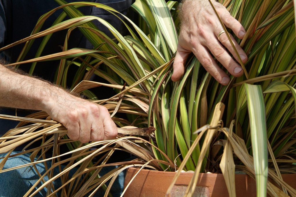 Pruning