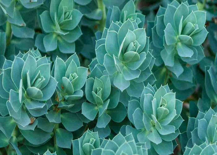 Pruning Biennial Euphorbia