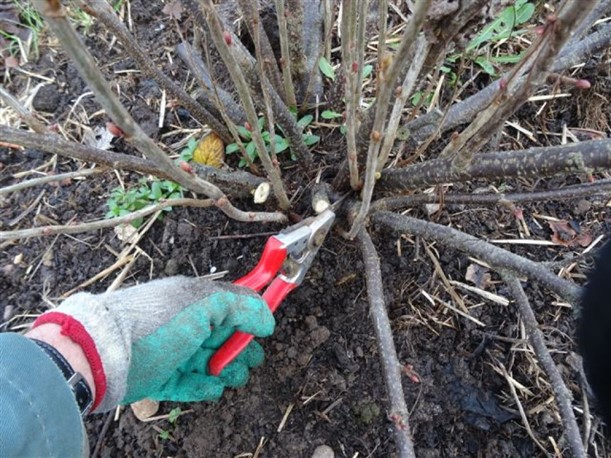 Pruning Blackcurrant Bushes