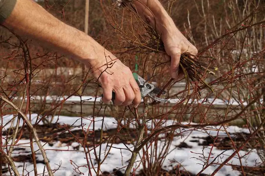 Pruning During the First Two Years