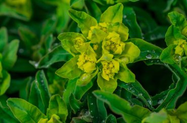 Pruning Euphorbia: The Complete Guide