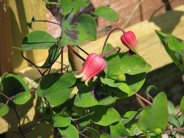 Pruning Group - 3 Clematis