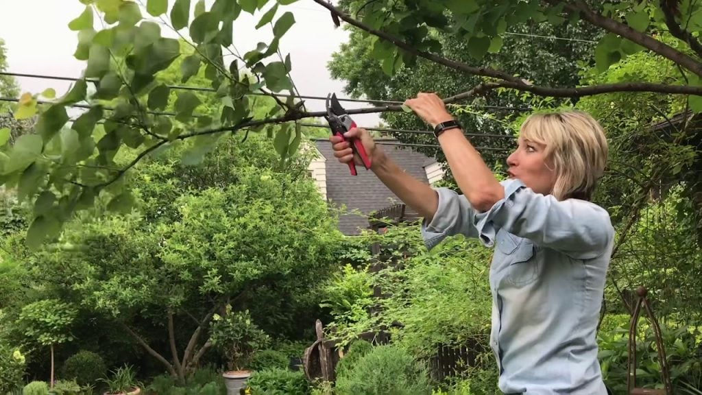 Pruning Judas Trees