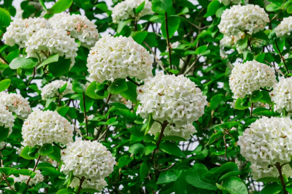 Pruning Mature Viburnum Best Practices For Older Plants