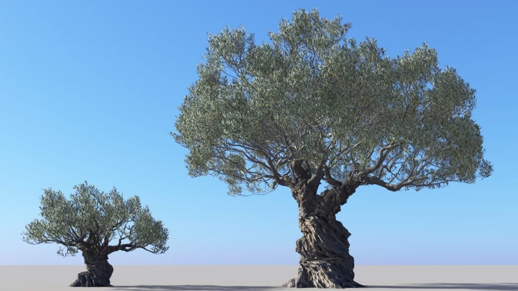 Pruning Olive Trees for Ornamental Purposes