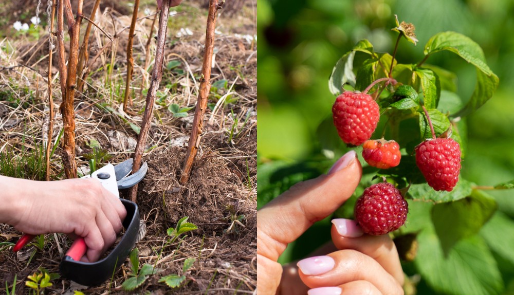 Pruning Raspberries - Summer Fruiting and Fall Fruiting