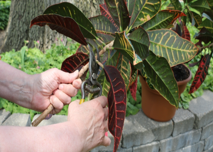 Pruning Techniques for Croton Houseplant