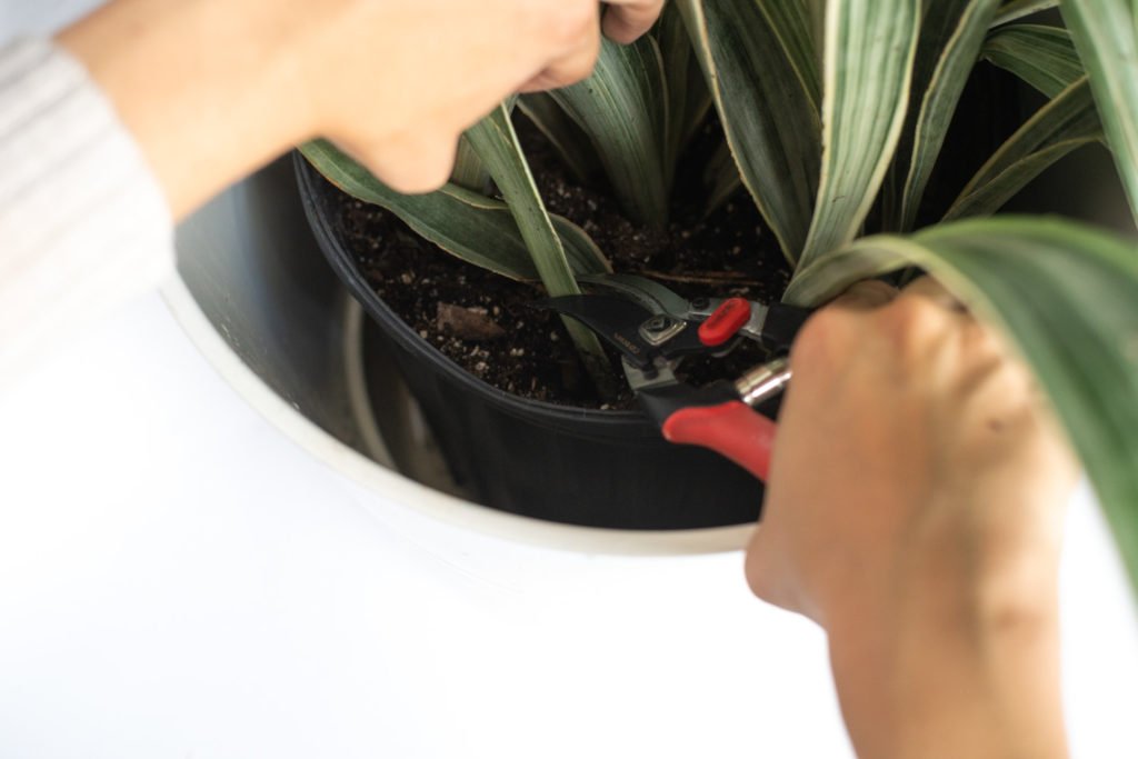 Pruning Techniques for Snake Plant