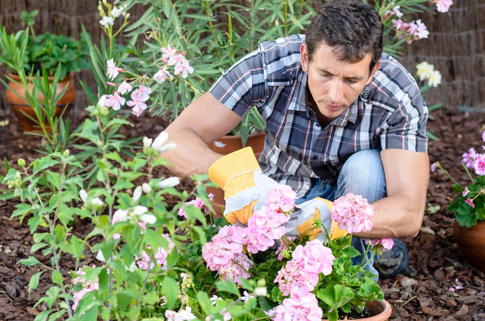 Pruning Tender Geraniums